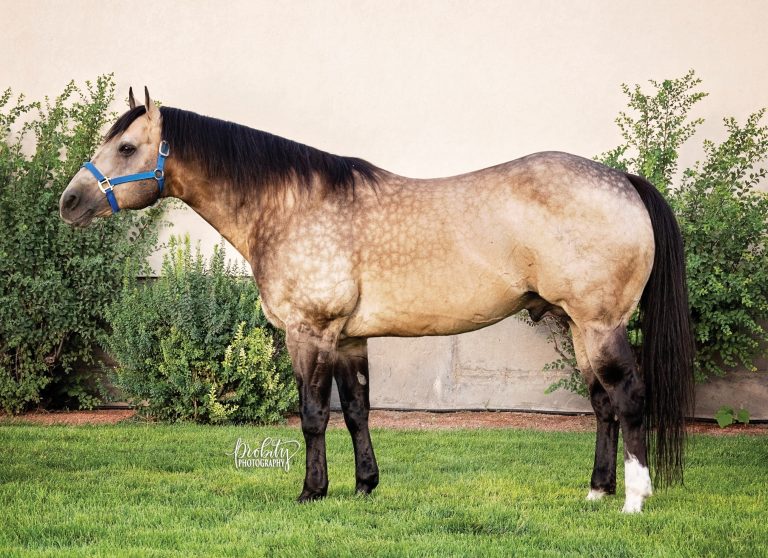 Full-body profile conformation photo of buckskin stallion PC Redwood Manny