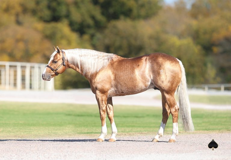 Full body profile conformation shot of palomino stallion This Catt Shines